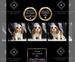 Puppy Oliver AKC Cavalier King Charles Spaniel