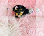 Small #8 Yorkshire Terrier