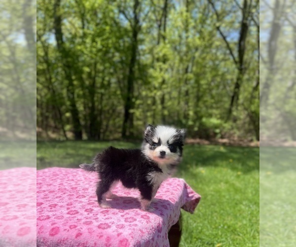Medium Photo #5 Pomsky Puppy For Sale in DRACUT, MA, USA
