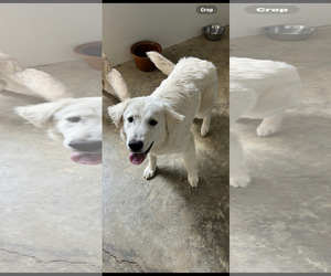 Great Pyrenees-Unknown Mix Dogs for adoption in Croydon, NH, USA