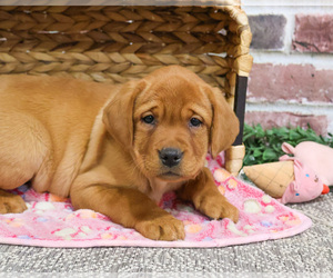 Labrador Retriever Puppy for sale in SYRACUSE, IN, USA