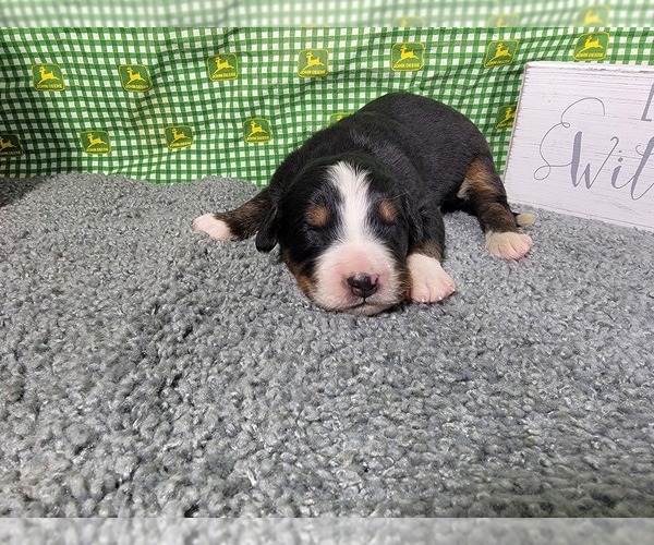 Medium Photo #29 Bernese Mountain Dog Puppy For Sale in BLACK FOREST, CO, USA