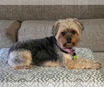 Small #5 Mutt