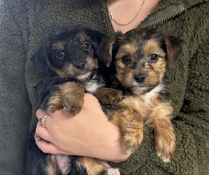 Yorkshire Terrier Puppy for sale in KINGSTON, TN, USA