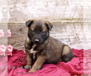 Belgian Malinois Puppy for sale in RONKS, PA, USA