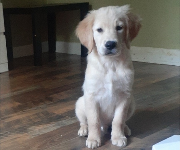 Medium Photo #1 Golden Retriever Puppy For Sale in SALISBURY, NC, USA