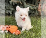 Small #4 Pomeranian