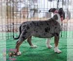 Small Photo #6 American Bully Puppy For Sale in LEWISBURG, TN, USA