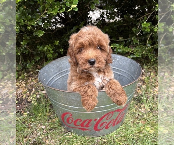 Medium Photo #3 Goldendoodle (Miniature) Puppy For Sale in MIDDLEBURY, IN, USA