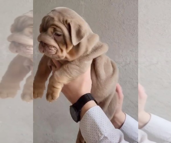 Medium Photo #5 English Bulldog Puppy For Sale in BERKELEY, CA, USA