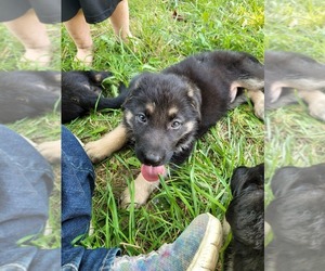 German Shepherd Dog Puppy for sale in JEWETT, OH, USA