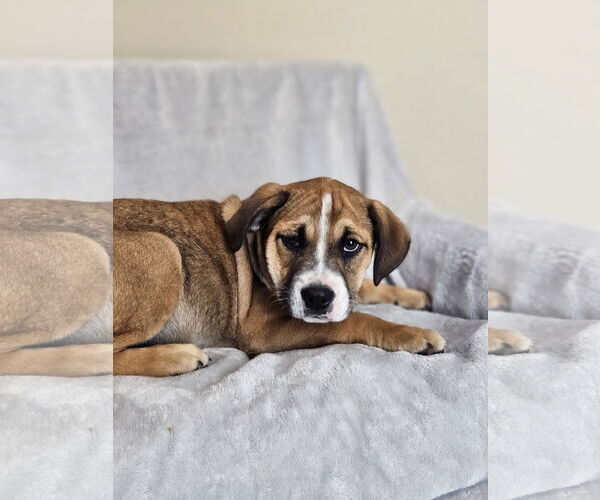 Medium Photo #4 Australian Shepherd-Bulldog Mix Puppy For Sale in McKinney, TX, USA