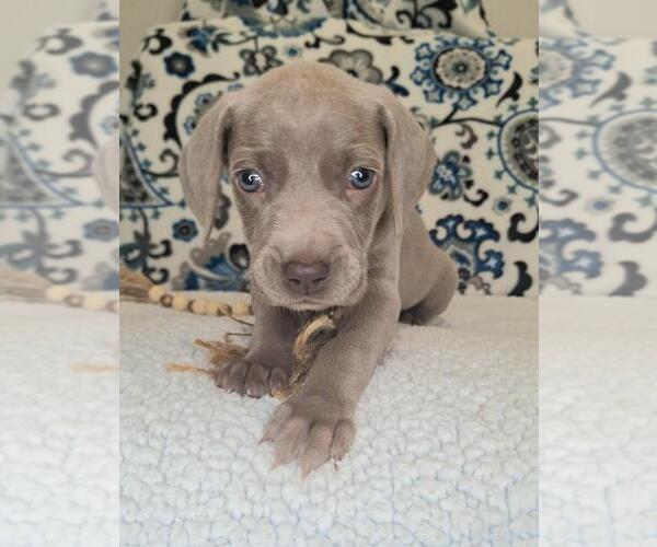 Medium Photo #4 Weimaraner Puppy For Sale in LEWISBURG, KY, USA