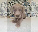 Small #3 Weimaraner