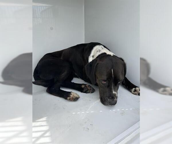 Medium Photo #1 Pointer Puppy For Sale in Houston, TX, USA