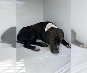 Pointer Dogs for adoption in Houston, TX, USA