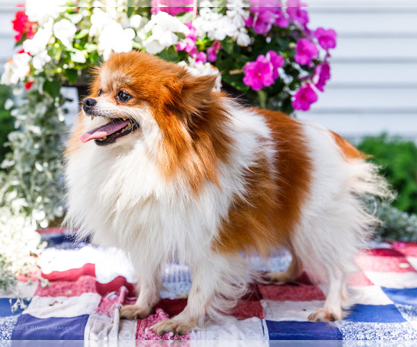 Medium Photo #1 Yoranian Puppy For Sale in WAKARUSA, IN, USA