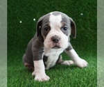 Puppy 4 Olde English Bulldogge