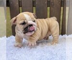 Small Photo #4 Bulldog Puppy For Sale in BOCA RATON, FL, USA