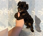 Small Photo #8 Poodle (Toy) Puppy For Sale in MIAMI, FL, USA