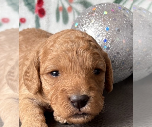 Medium Photo #2 Cavapoo (Miniature) Puppy For Sale in WAUSEON, OH, USA