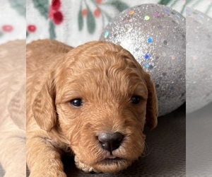 Medium Cavapoo (Miniature)