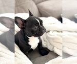 Small Photo #10 French Bulldog Puppy For Sale in TULSA, OK, USA