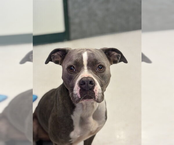 Medium Photo #1 American Pit Bull Terrier-Unknown Mix Puppy For Sale in Corpus Christi, TX, USA