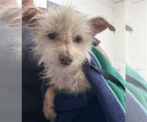 Maltese-Unknown Mix Dogs for adoption in San Bernardino, CA, USA