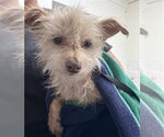CAMACHO - Male Maltese-Unknown Mix Dog for Adoption - Small photo