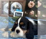 Small #4 Cavalier King Charles Spaniel