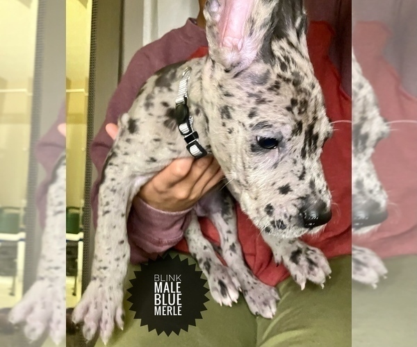 Medium Photo #4 Great Dane Puppy For Sale in COLUMBUS, OH, USA