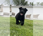 Small #2 Labrador Retriever Mix