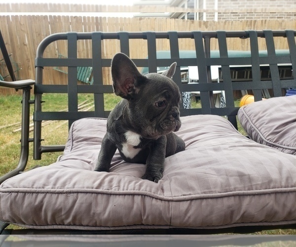 Medium Photo #6 French Bulldog Puppy For Sale in LITTLE ELM, TX, USA