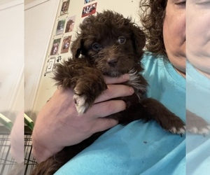Aussiedoodle Puppy for sale in ROME, GA, USA