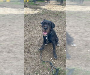 Mutt Dogs for adoption in Evansville, IN, USA