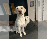 Small #6 Shepradors