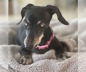 Dachshund Dogs for adoption in Weston, FL, USA