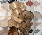 Puppy Puppy 5 Golden Retriever
