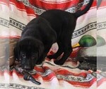 Small Photo #62 Labrador Retriever Puppy For Sale in MERIDEN, KS, USA