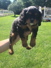 Cavalier King Charles Spaniel Puppy for sale in AMES, IA, USA