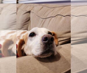 American Foxhound-Unknown Mix Dogs for adoption in Dahlgren, VA, USA