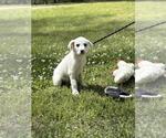 Small #1 Great Pyrenees Mix