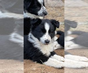 Border Collie Puppy for sale in FORT VALLEY, GA, USA