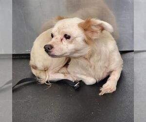 Chihuahua-Unknown Mix Dogs for adoption in San Antonio, TX, USA