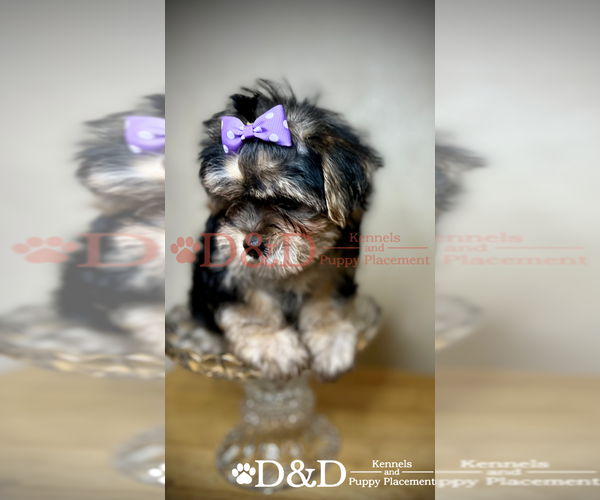 Medium Photo #4 Shorkie Tzu Puppy For Sale in RIPLEY, MS, USA
