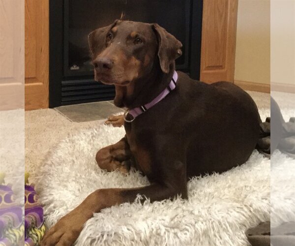 Medium Photo #3  Puppy For Sale in , 
