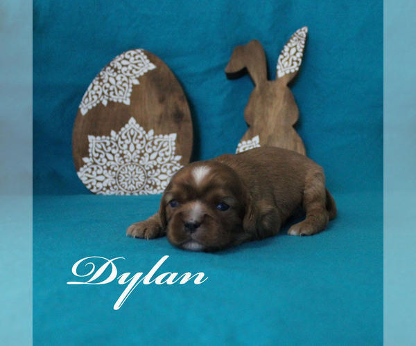 Medium Photo #3 Cavalier King Charles Spaniel Puppy For Sale in CHANUTE, KS, USA