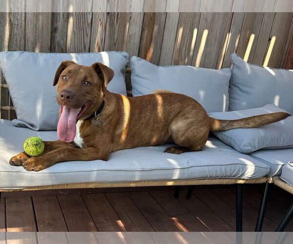 Medium Photo #11 Labrador Retriever-Unknown Mix Puppy For Sale in San Diego, CA, USA