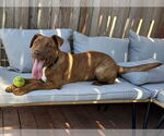 Small #10 Labrador Retriever Mix